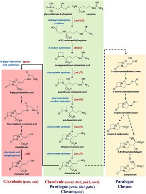 Comparative Genomics and Metabolomics Analyses of Clavulanic Acid-Producing Streptomyces Species Provides Insight Into Specialized Metabolism